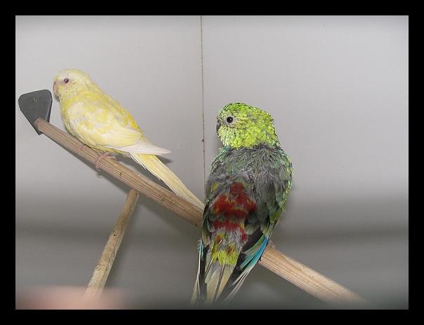 couple de croupions.jpg